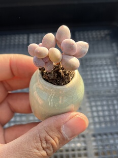 E25 包邮 多肉植物一物一拍18 彩虹奶