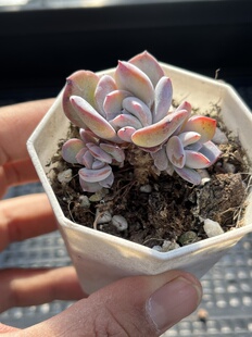 E25 韩版 包邮 多肉植物一物一拍18 奶茶