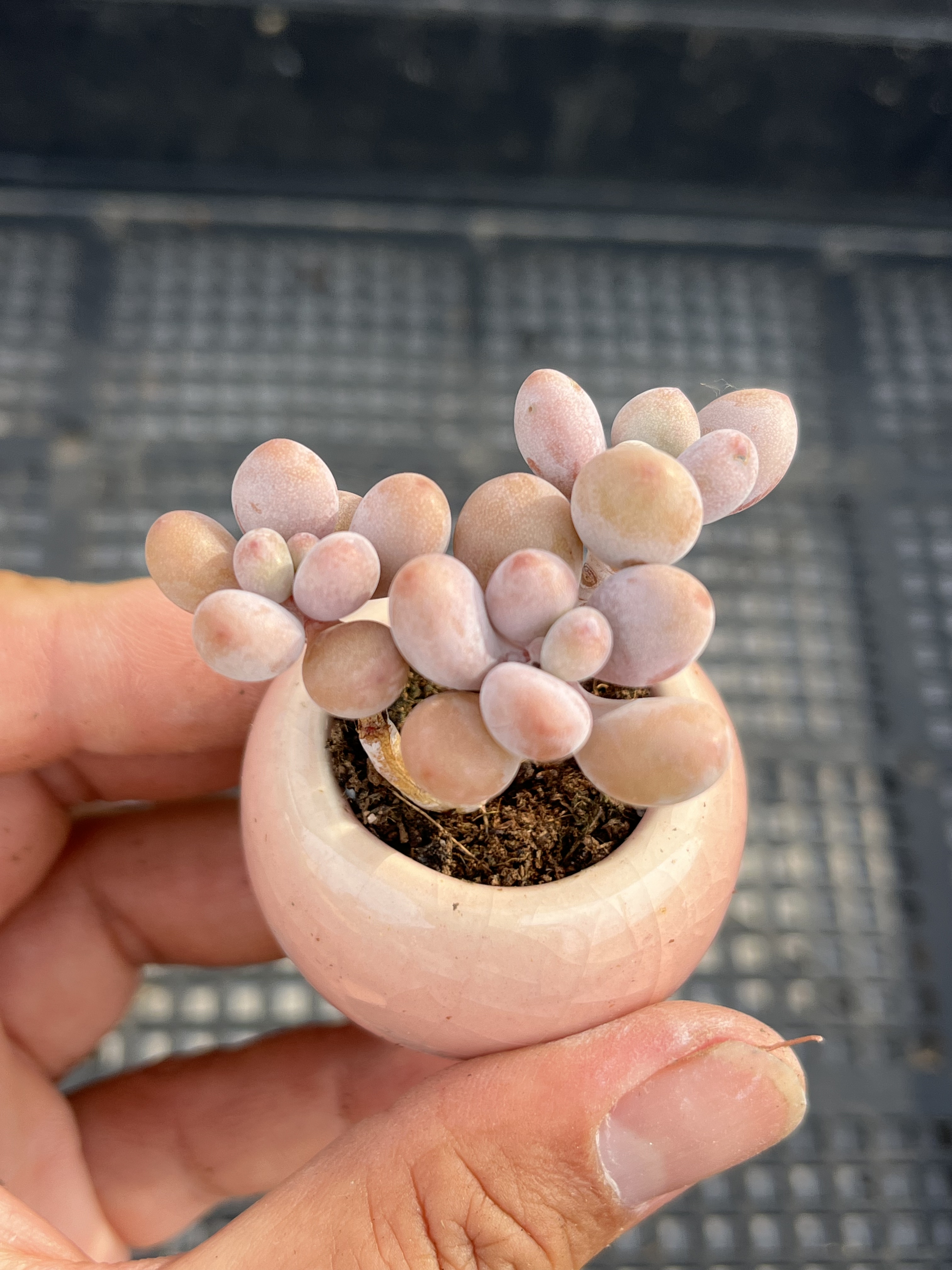 丸叶桃蛋  多肉植物一物一拍18包邮J16