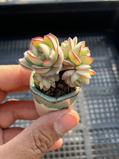 E25 包邮 多肉植物一物一拍18 牡丹亭