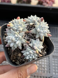 丸叶白菊  多肉植物一物一拍18包邮Y23