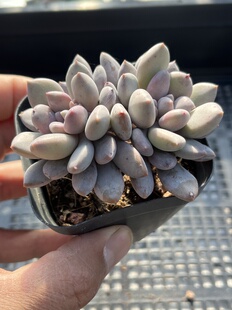 E25 包邮 多肉植物一物一拍18 雪之奶