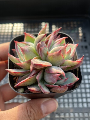 惊鸿仙子  多肉植物一物一拍18包邮E30