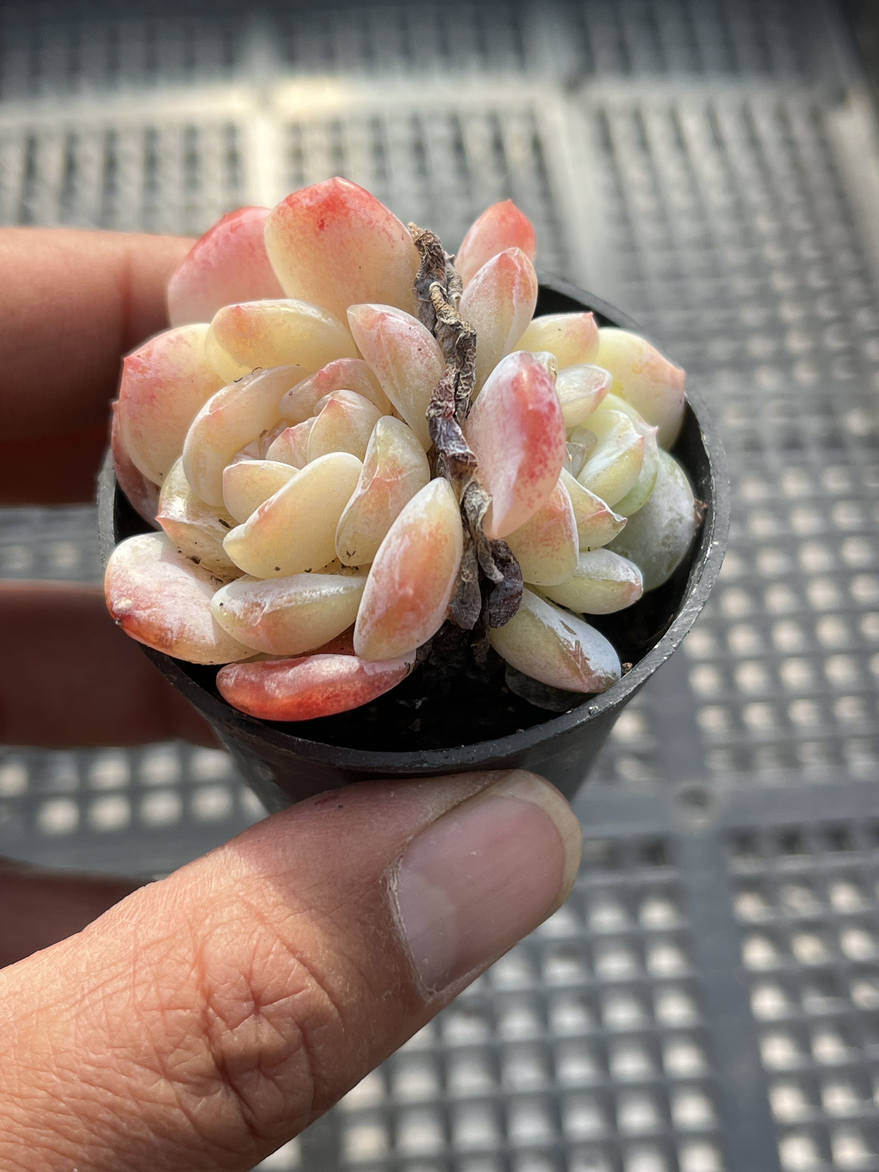 冰玉杂交  多肉植物一物一拍18包邮Y28-2