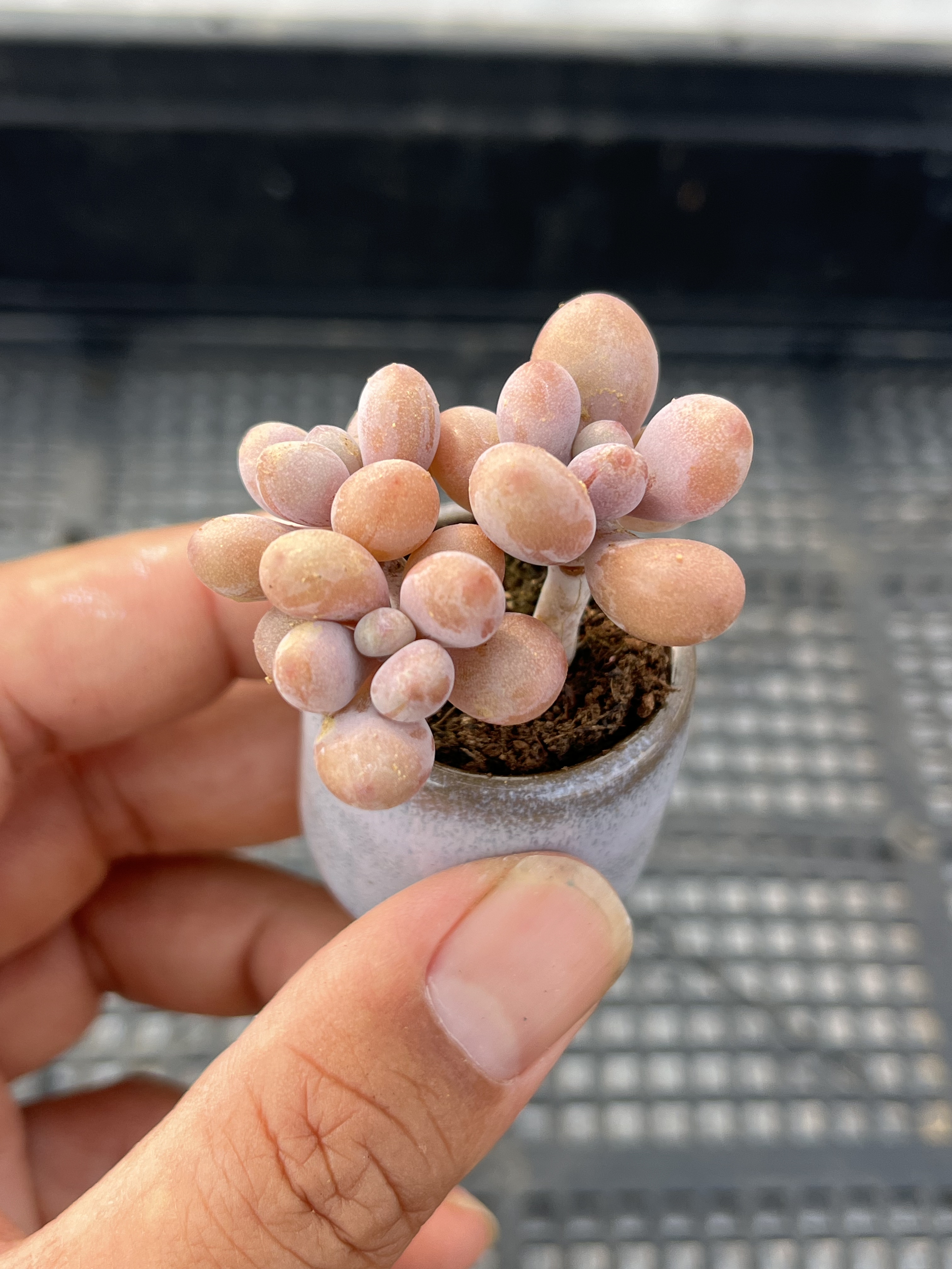 丸叶桃蛋  多肉植物一物一拍18包邮J18