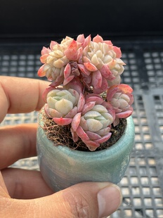 柠檬贝瑞缀化 多肉植物一物一拍18包邮Y28-2