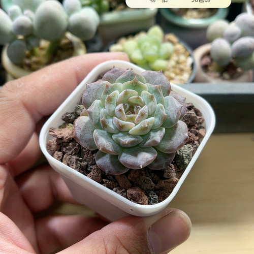红琥珀