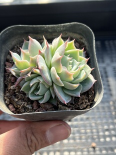 E25 包邮 多肉植物一物一拍18 天上人间