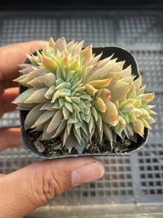 木樨甜心缀化 多肉植物一物一拍18包邮 Y26-1