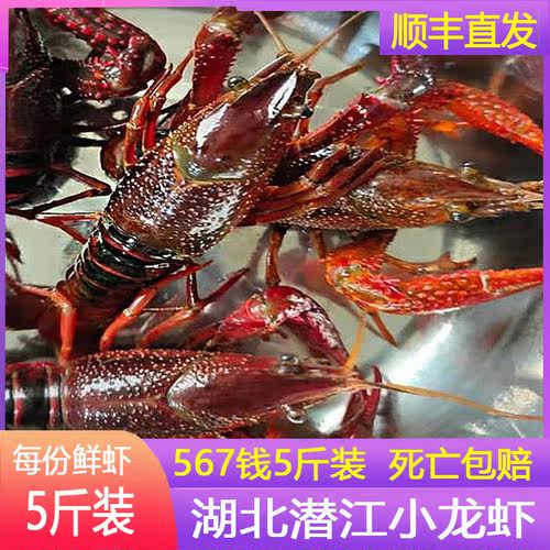 潜江小龙虾鲜活满肉清水稻田虾子