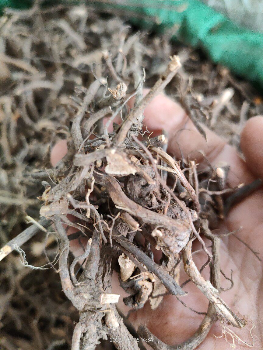 正品中草药材三月泡 悬钩子 树莓 山莓 根部干品无其他加工