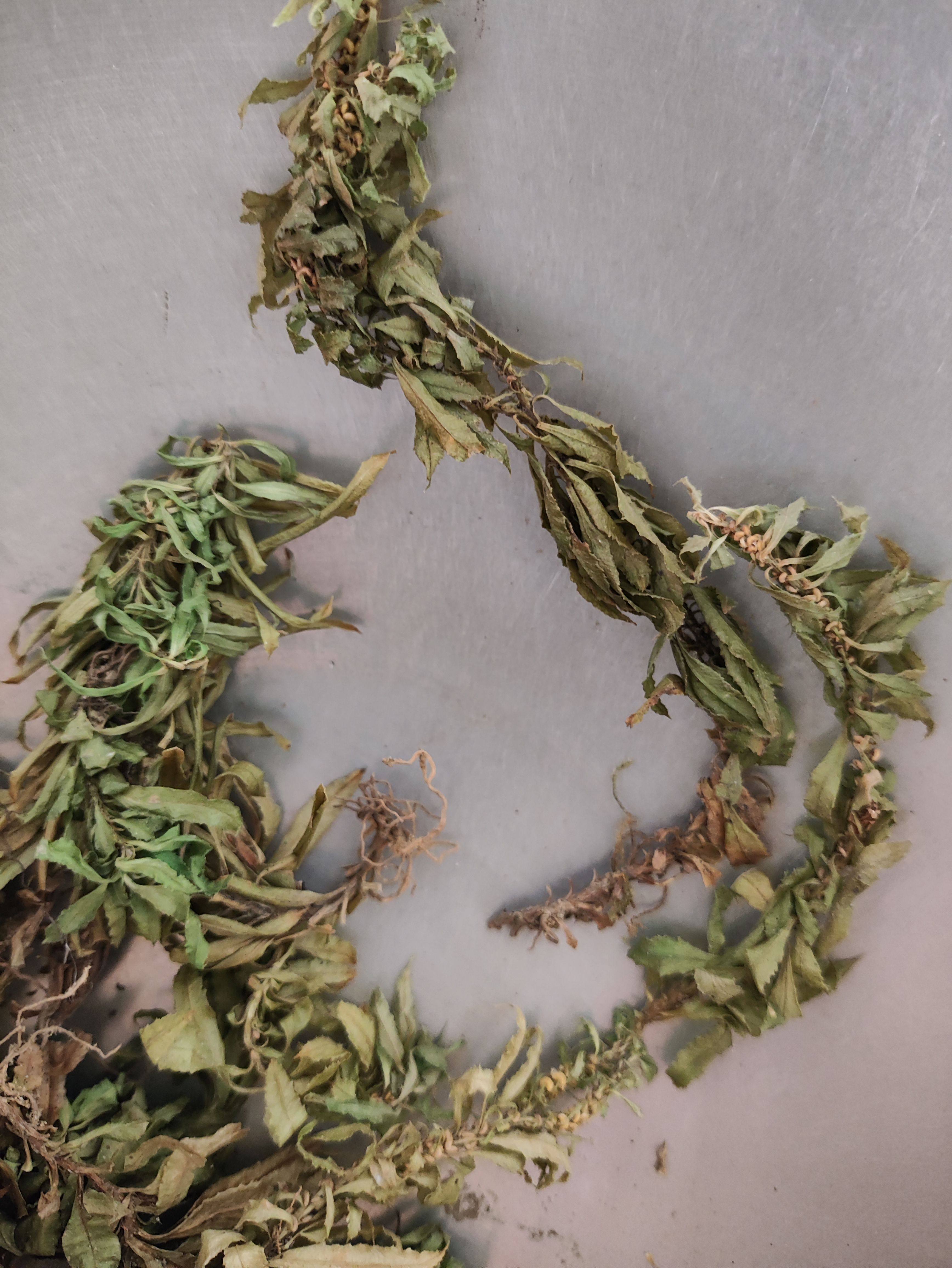 大山草药千层塔 千层草 矮杉树 蛇足杉 蛇足草 干品