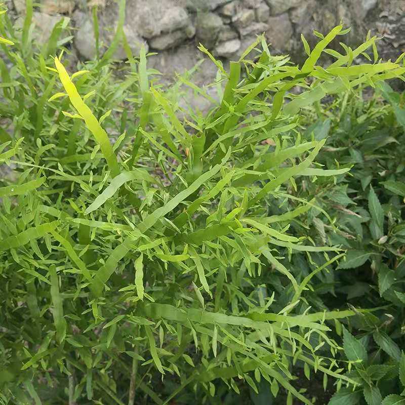 山草药飞天蜈蚣草 蜈蚣草 石上蜈蚣 落地蜈蚣 百足草 铁斑鸠 干品