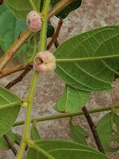 野外采挖毛漆 毛七公 毛算盘子根 整条漆大姑根 原型态发货