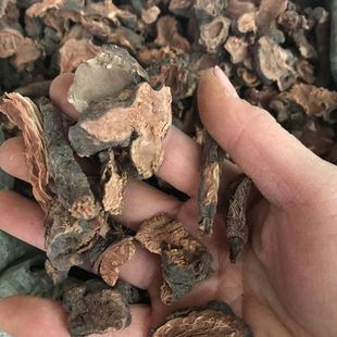 正品药材落新妇 金毛三七 马尾参 红火钳 红升麻 无提取干品