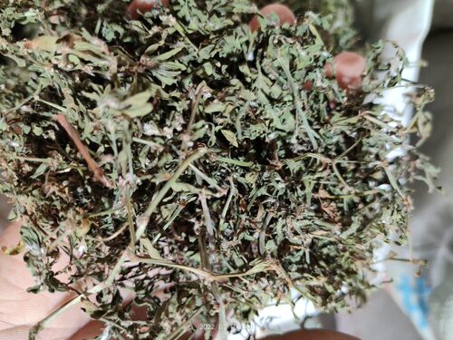 广西大山中草药材扁畜草 萹蓄草 粉节草 道生草扁蔓2件起包邮