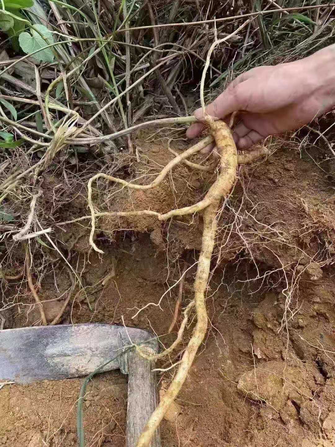 野生土党参 土人参南方土党参土洋参 人参薯 模登果500克干品