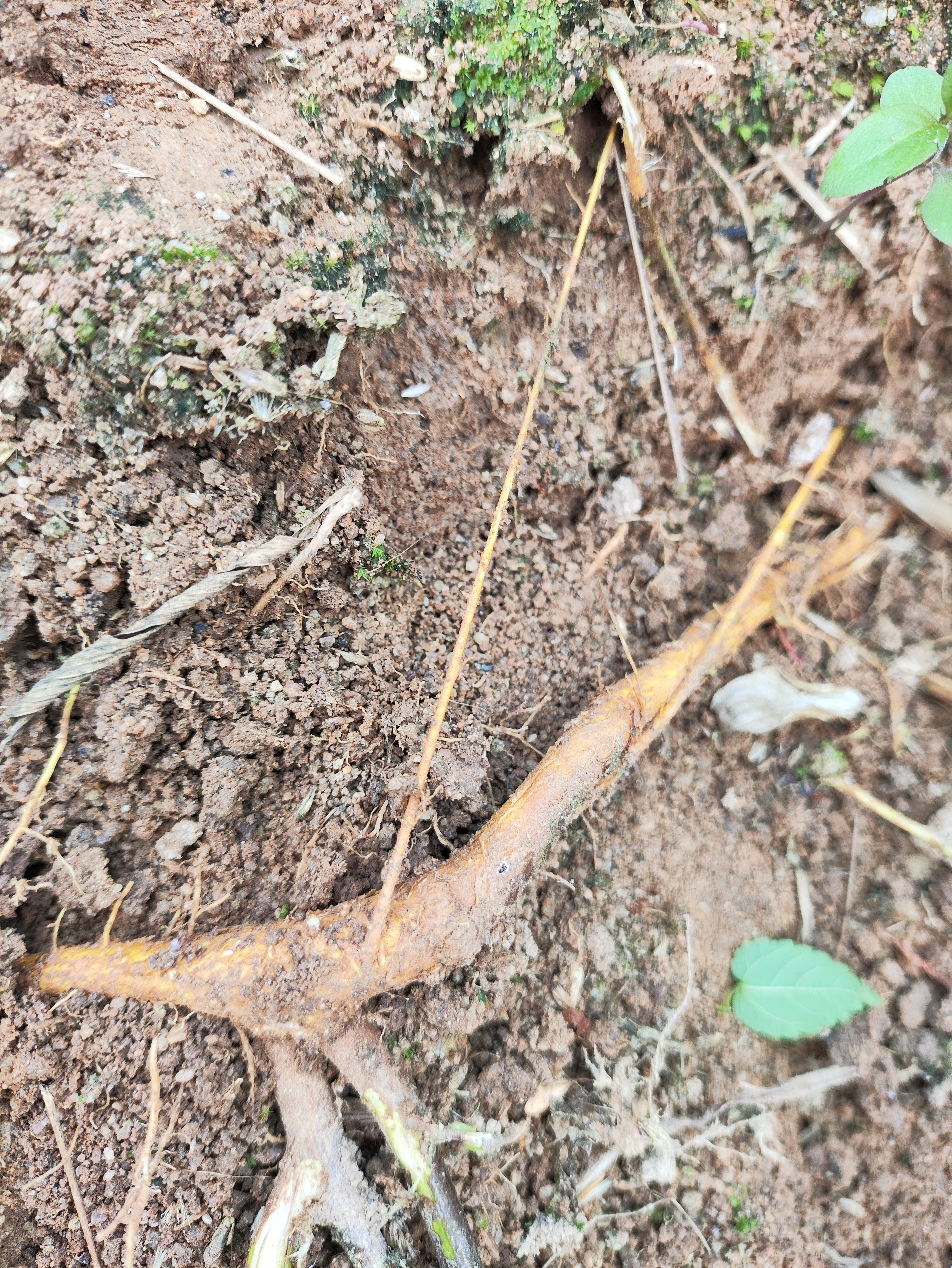 新鲜藤构现挖藤构根蔓构根黄鳝藤