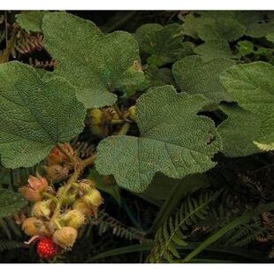 野生药材悬钩子根 八月泡根 大叶蛇泡根 粗叶钩根 草钩子根干品