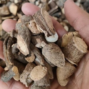 新品独行千里 无提取无杂质 扣扭子 落地金鸡 勒儿根 尖破石根部