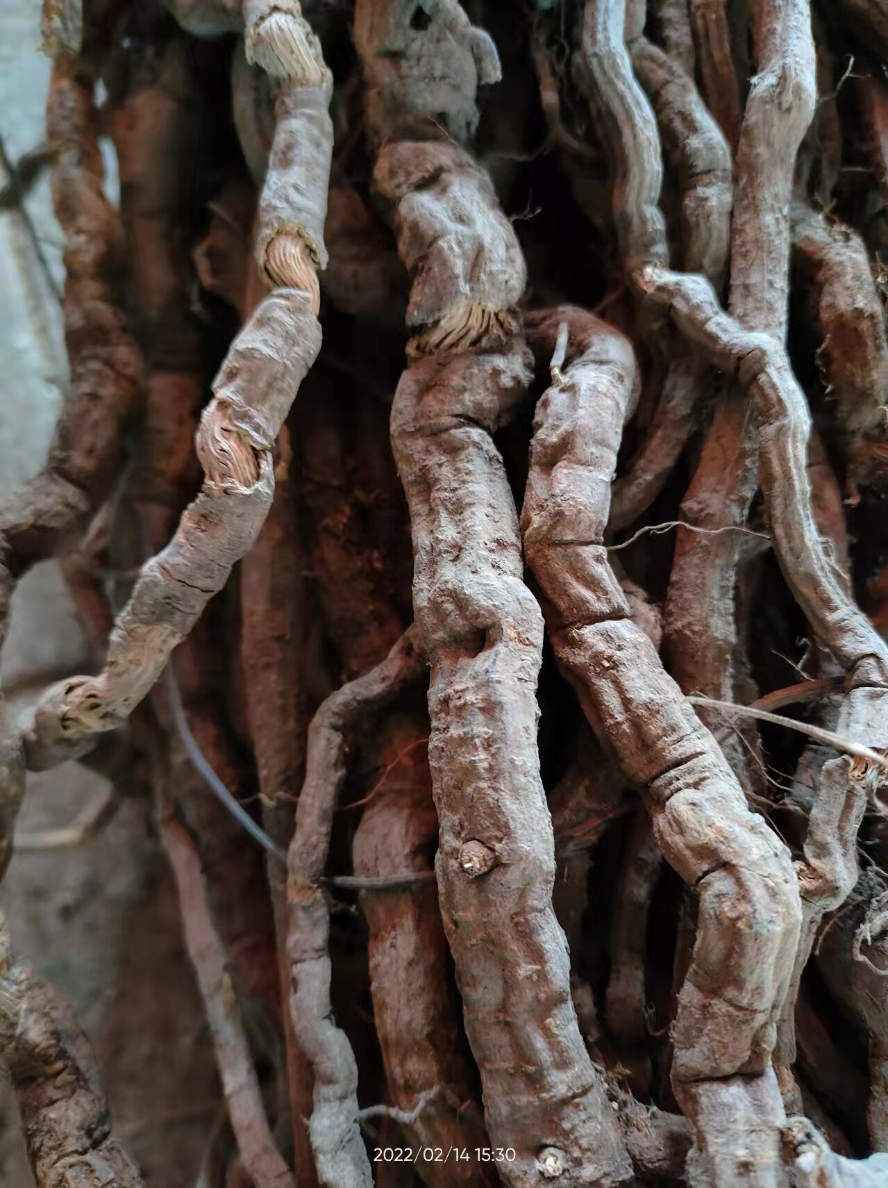 广西大山中草药材金线风 百解藤 根部干品整条无硫无提取