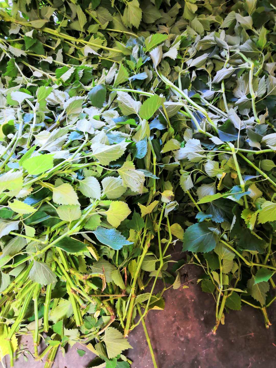 大山野外草药 鱼针草  广防风 防风草抹草 抹药茎叶干品 500克