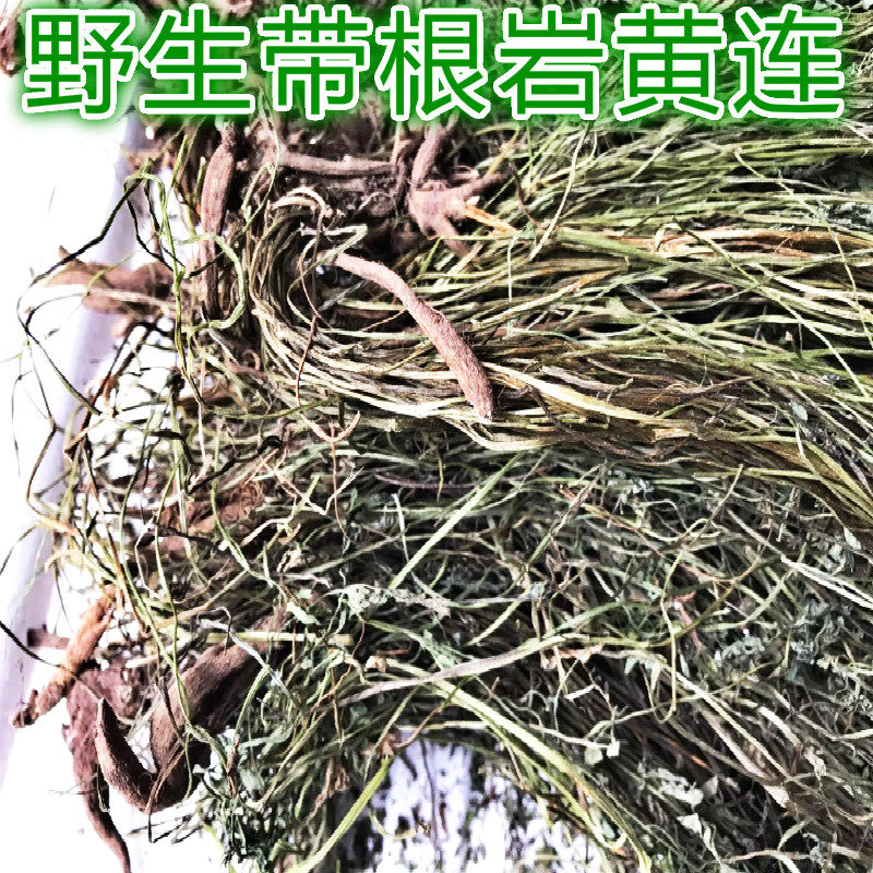 野生岩黄连 岩胡 岩连 菊花黄连 石生黄堇1000克纯根 纯根部干品