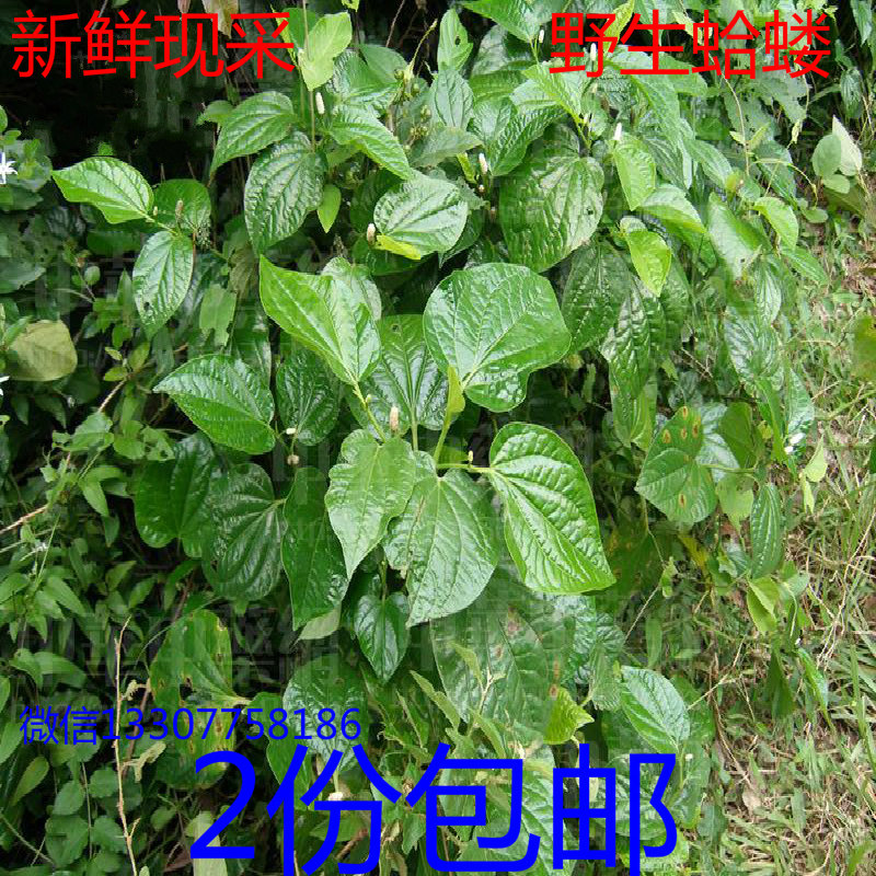 新鲜蛤蝼叶荜拨荜拨梨 阿梨诃他 椹圣 蛤蒌 新鲜茎叶现采500克