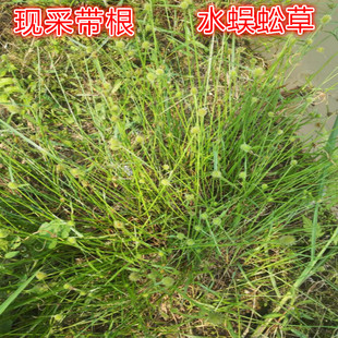 新鲜现采水蜈蚣草 散寒草带根500G包邮