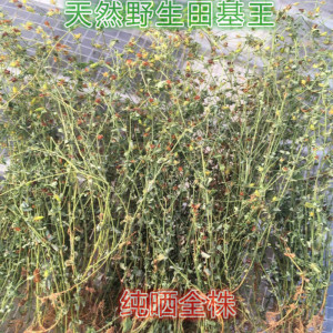 野生中草药 田基王 光明草 田边菊 田基黄500克无硫纯晒全株干品