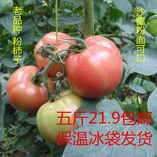 沙瓤粉柿子西红柿小番茄孕妇寿光农家蔬菜五斤省内江浙沪北京发货
