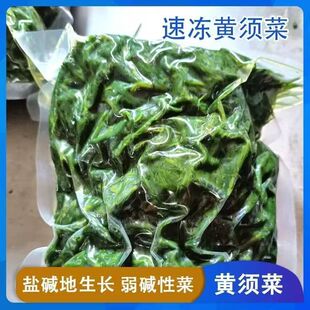 潍坊盐碱地野菜碱蓬菜黄须菜黄西菜海英菜黄席菜皇席菜2025年新菜