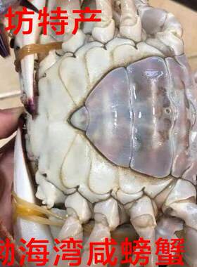 梭子蟹渤海湾海蟹红膏蟹