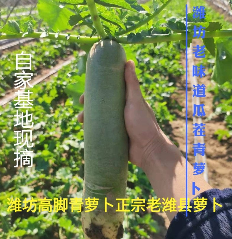 正宗潍坊水果萝卜新鲜礼盒装萝卜