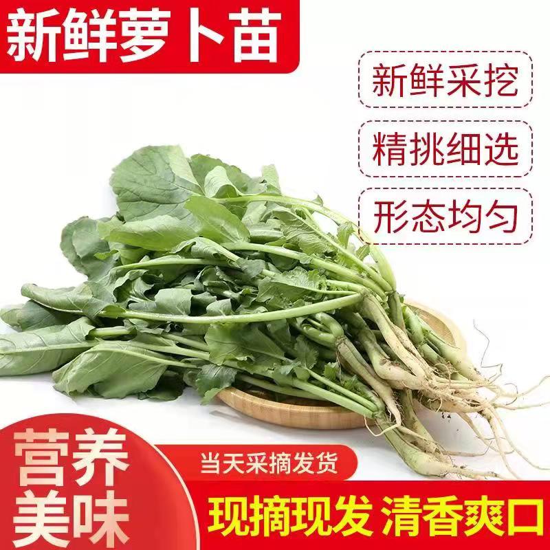 新鲜萝卜缨子水果萝卜