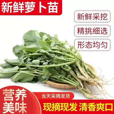 新鲜萝卜缨子水果萝卜
