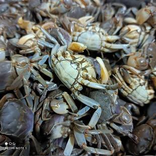 山东潍坊羊口特产野生嘟噜子发财蟹生腌海蟹活腌醉蟹白玉蟹毛蟹