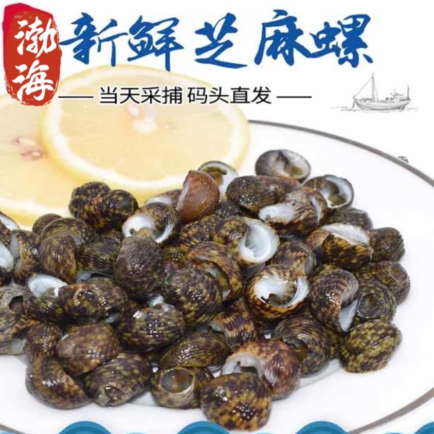 山东渤海湾新鲜芝麻螺鲜活野生小海螺鲜活贝类海鲜顺丰包邮