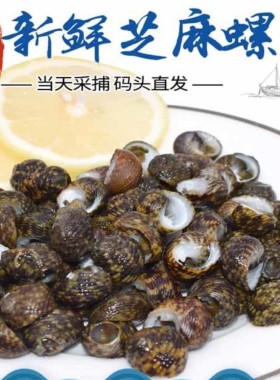 山东渤海湾新鲜芝麻螺鲜活野生小海螺鲜活贝类海鲜顺丰包邮
