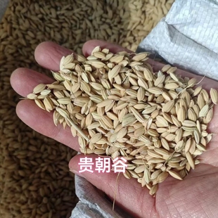 贵朝稻谷高纯度常规稻圆粒米豆腐凉皮肠粉河粉新凉鱼虾小吃专用谷
