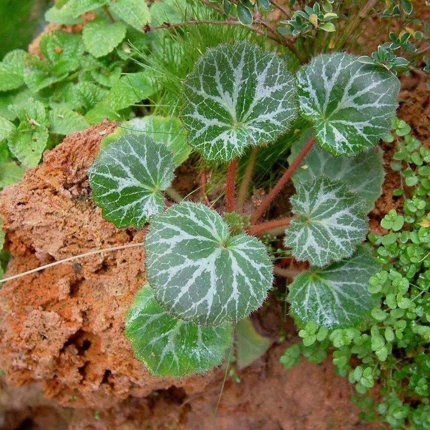 野生虎耳草新鲜虎耳草石荷叶金线桌面绿植