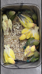 手养牡丹鹦鹉半毛牡丹鹦鹉牡丹鹦鹉雏鸟从小手养长大，亲人可上手