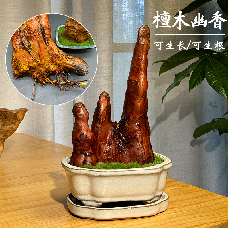招財香木擺件香木盆景香木盆栽香木工藝品