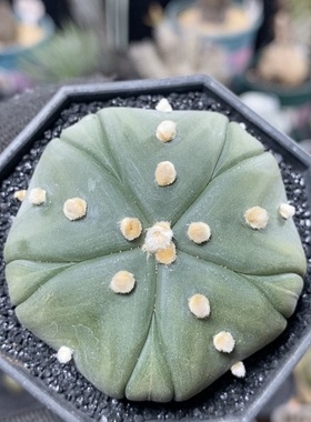 245号实生五棱复棱兜5.5cm