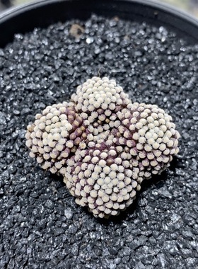 208号群生松针牡丹3cm