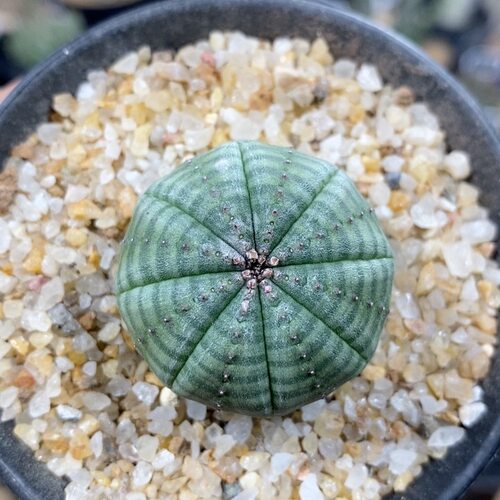663号实生欧系布纹球3.3cm