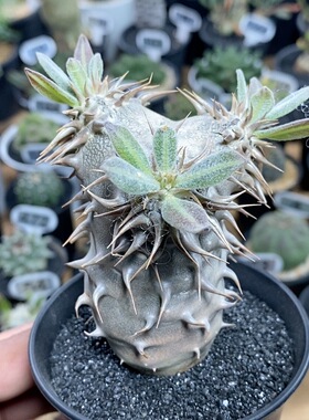 1012号实生西巴女王高度8.5cm