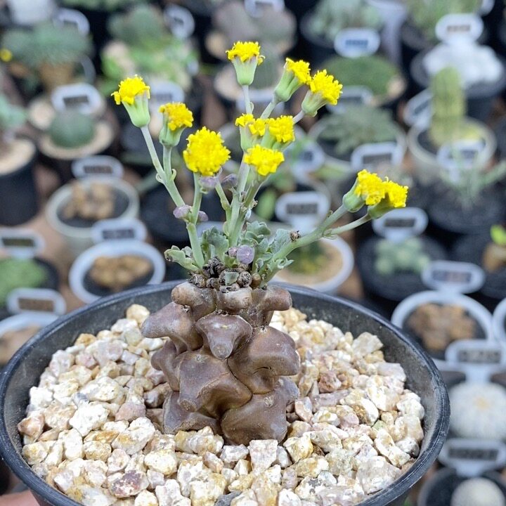 1237号实生蛮鬼塔厚敦菊3.2cm