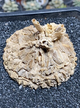 162号实生龟甲萝藦8.3cm