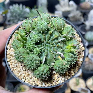 138号贵青玉群生6.8cm